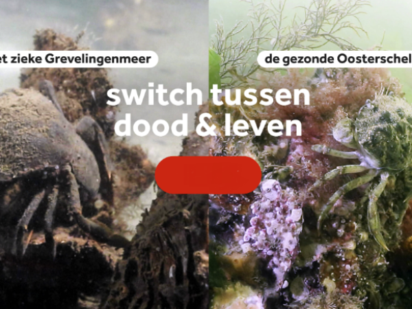 Gervenlingen vs Oosterschelde